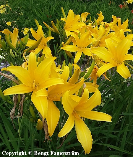 Hemerocallis Hybrida-Ryhm 'Aureole', tarhapivnlilja